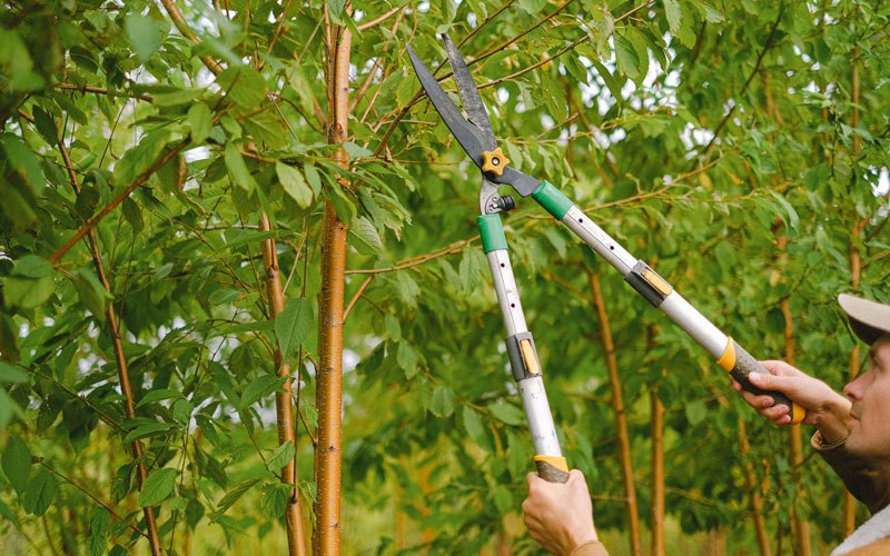 Tree trimming in Mason City, IL