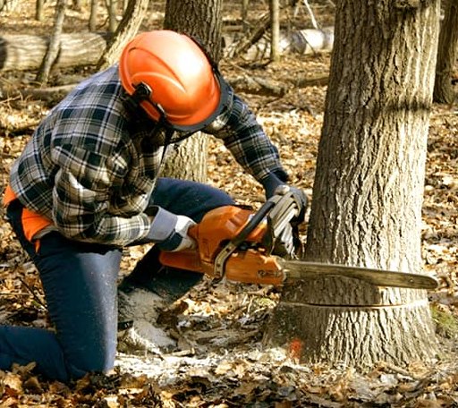 Tree Removal in Mason City, IL